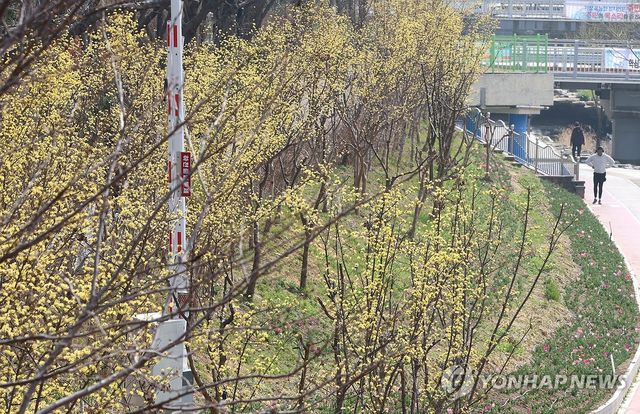 활짝 핀 산수유