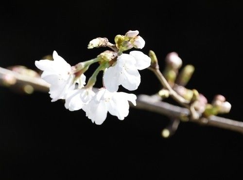 도쿄 도심부에 벚꽃 개화