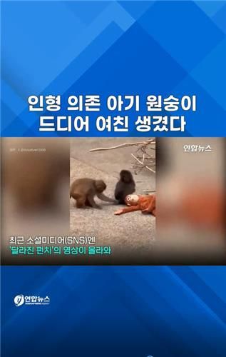 [쇼츠] 인형 의존하던 아기 원숭이 '펀치', 여친 생겼다 - 2