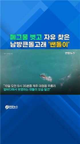 [쇼츠] '폐그물 족쇄' 벗은 제주 남방큰돌고래 '쌘돌이' - 2
