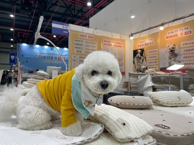 펫 침대 제품 위에 있는 모델견