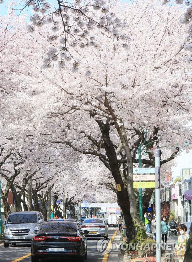 제주시 전농로 일대 연분홍빛 벚꽃 물결