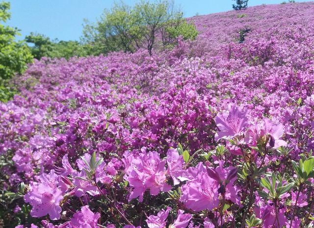 일림산 철쭉 군락지