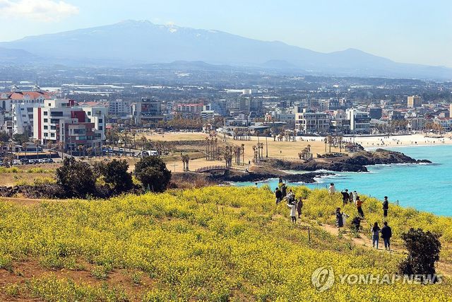 제주시 조천읍 서우봉에 활짝 핀 유채꽃