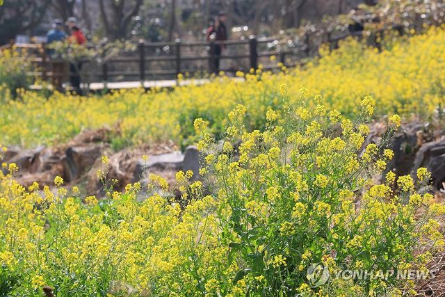 엉덩물계곡의 봄