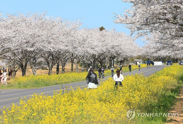 유채꽃과 벚꽃 어우러진 제주 녹산로
