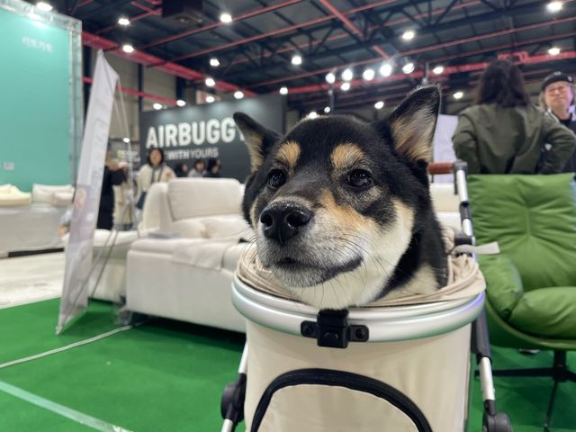 반려견 전용 이동장에 있는 모델견