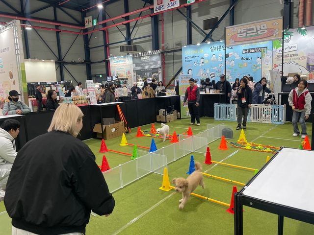 반려견 스포츠 대회 '멍드컵' 현장