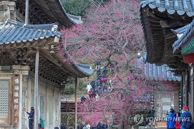 활짝 핀 화엄사 홍매화 촬영에 몰린 관광객
