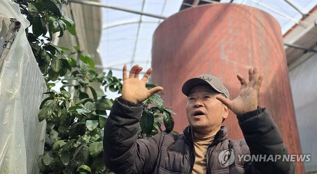 하우스감귤 난방비 급등 현황 설명하는 강성훈 씨