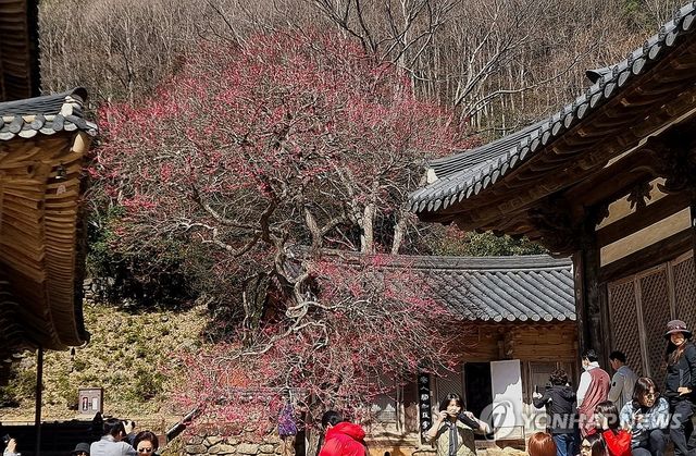 봄 알리는 화엄사 홍매화
