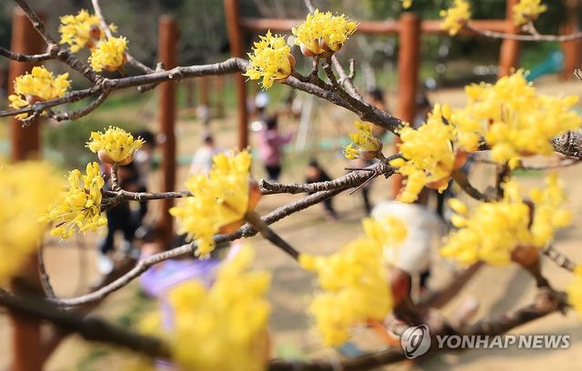 산수유꽃과 함께하는 봄나들이