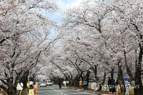 경주 흥무로에 만개한 벚꽃