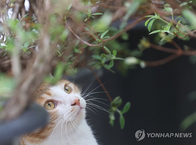 (양주=연합뉴스) 박동주 기자 = 절기상 우수(雨水)인 19일 경기 양주화훼단지에서 고양이가 사쓰끼의 새순을 바라보고 있다. 2026.2.19 pdj6635@yna.co.kr