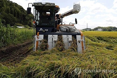 일본 쌀 수확
