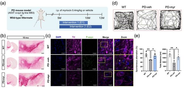 파킨슨병 마우스의 병리와 행동 회복 효과. 