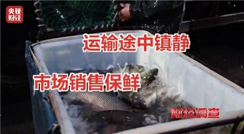 생선 '무허가 마취제' 실태 고발한 중국 CCTV