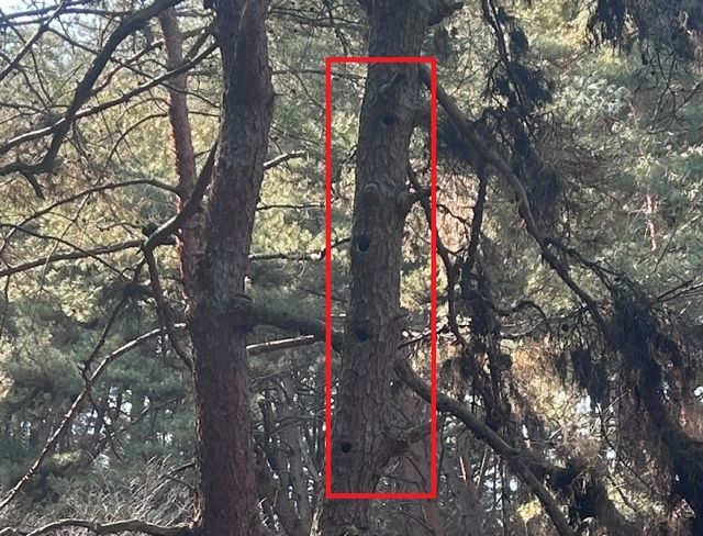 평창 치유의숲 '딱따구리 아파트'(붉은색 네모 안)