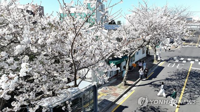 벚꽃 활짝 핀 제주