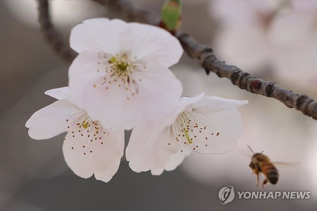 벚꽃과 꿀벌
