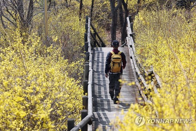 개나리를 닮은 가방 하나 메고