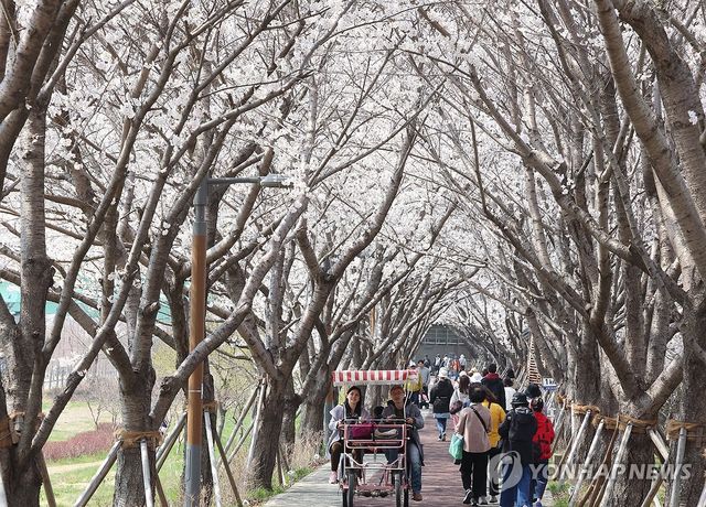 지난해 강서 낙동강 30리 벚꽃축제' 개막