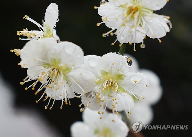 '봄비 방울방울'