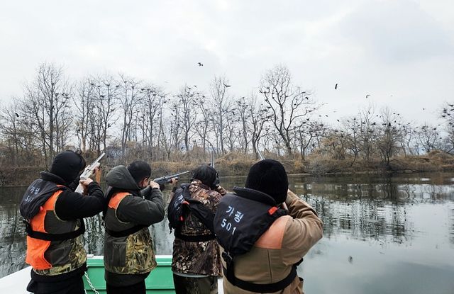 가평군, 북한강 민물가마우지 총기 포획