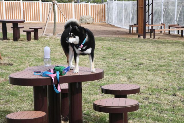 시흥시 한울공원 반려견 놀이터 