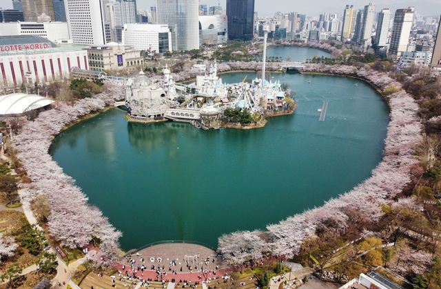 벚꽃 만개한 석촌호수