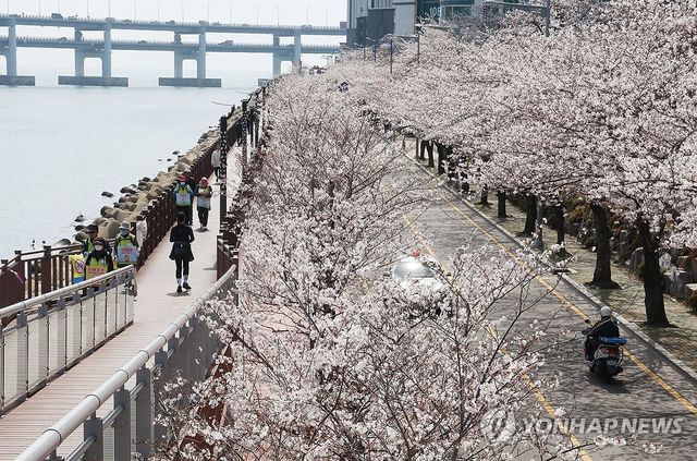 지난해 민락수변로 벚꽃 장관