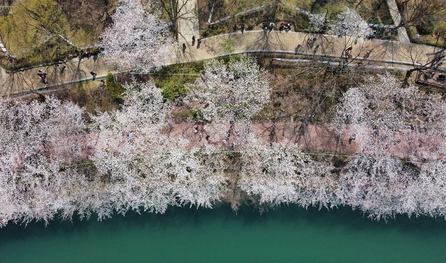 석촌호수 벚꽃 산책로