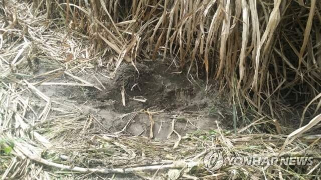 시신이 묻혀 있던 사탕수수밭 구덩이