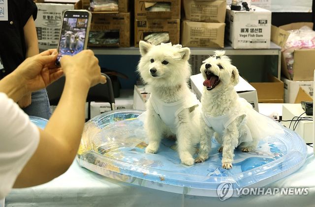 (부산=연합뉴스) 강선배 기자 = 4일 부산 해운대구 벡스코 제2전시장에서 열린 '2025 PET&MORE 부산 반려동물 박람회'에서 관람객이 반려 용품에 앉히고 사진을 찍고 있다.2025.7.4 sbkang@yna.co.kr