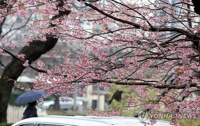 벚꽃과 봄비