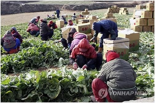 봄동 수확하는 아낙네