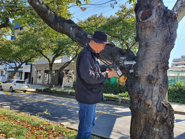 나무 건강 진단