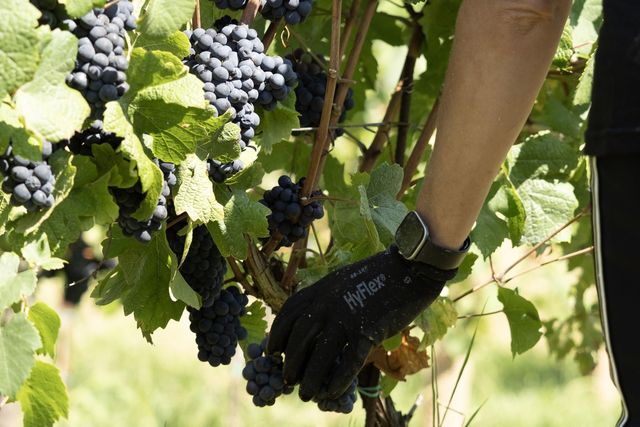 이탈리아 포도밭