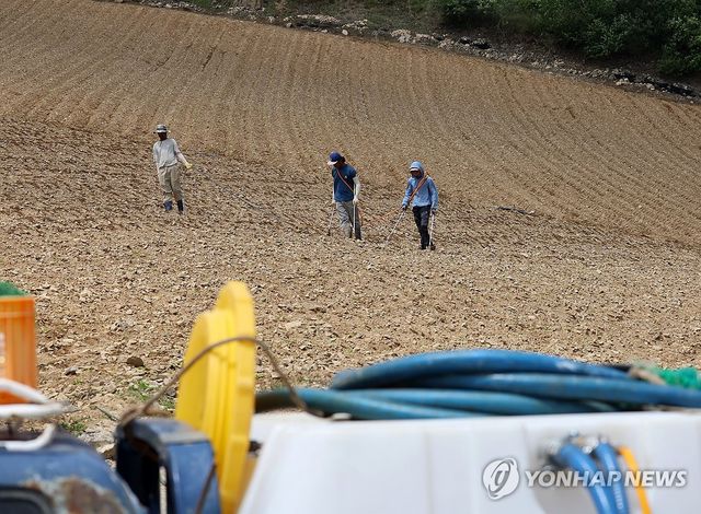 고랭지 배추밭에 물 주기