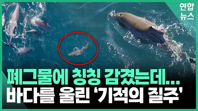 [영상] "포기는 없다"…온몸에 밧줄 감긴 아기 돌고래의 기적 - 2