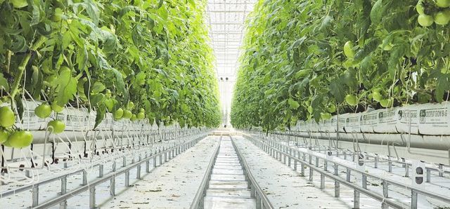 홍천 임대형 스마트팜