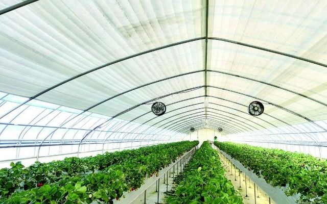 시설농가 다겹보온커튼