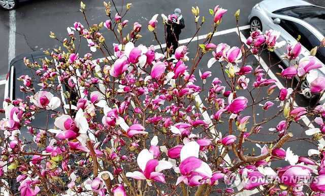 자목련 활짝 핀 제주