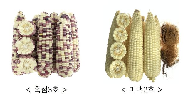 '흑점3호'와 '미백2호'