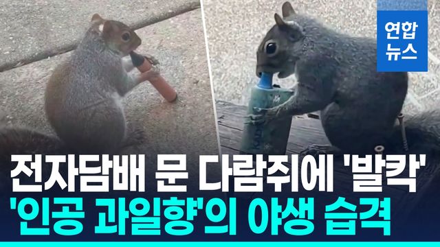 [영상] 전자담배 문 다람쥐 '충격'…야생동물 위협하는 인공 과일향 - 2