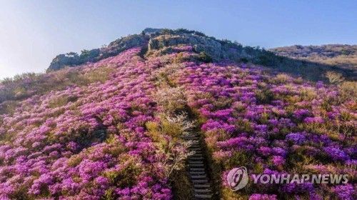 영취산 진달래 군락