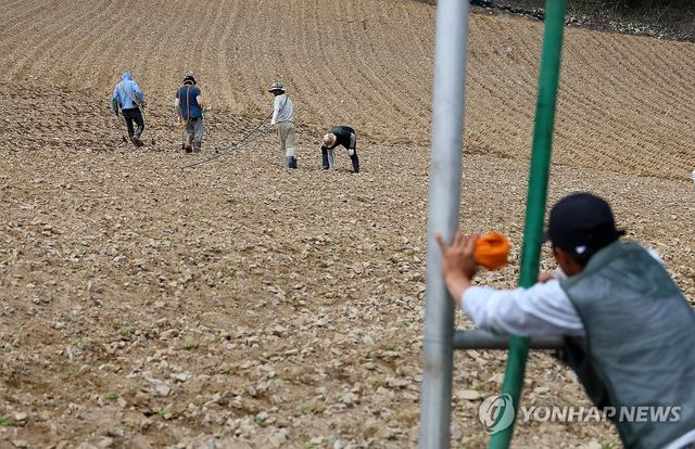 가뭄으로 타들어 가는 고랭지 채소밭