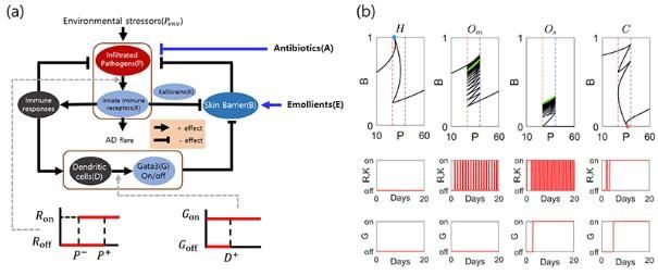 아토피 피부염 수학적 연구 이미지