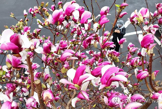 자목련 활짝 핀 제주