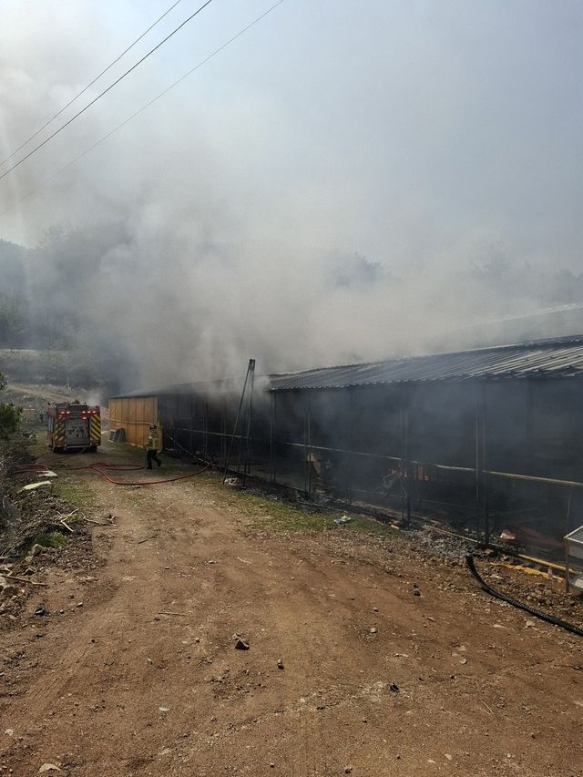염소 축사 화재